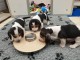 Chiots Basset artesien normand