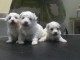 Chiot Bichon frise de 3 mois