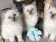 Chatons Ragdoll disponible de suite