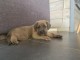 Chiots cane corso dispo le 5 juin