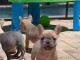 chiots bouledogue français