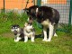 Chiots husky sibérien recherche