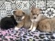 Chiots pomsky disponible 