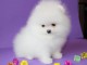 formidable  chiots spitz nain lof