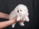 Magnifiques Chiots spitz nain  lof