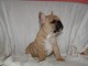 Disponible de suite Chiots Bouledogues français