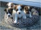 Chiots jack russell non lof