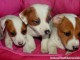 Chiots jack russell non lof