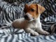 Chiots jack russell non lof