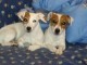 Chiots jack russell non lof