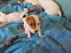 Chiots jack russell non lof