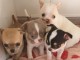 Chiots de race Chihuahua Non LOF