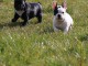 Magnifiques chiots bouledogues français