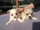 Disponible CHIOTS CHIHUAHUA