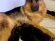 CHIOTS BERGER ALLEMAND 