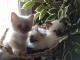Adorable chatons Sacré de birmanie