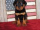 Chiots rottweiler pour bonne maman