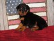 Chiots rottweiler pour bonne maman