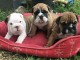 Chiot Bulldog Anglais lof