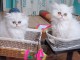 Disponible de suite Chatons type Persans