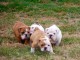 Disponible de suite Chiots Bouledogues anglais