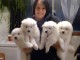 Disponible de suite Chiots Samoyède