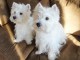 Disponible de suite Chiots Westies