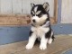 Disponible de suite Chiots Husky de Siberie