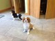 CHIOTS CAVALIER KING CHARLES dispo 