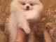 Disponible de suite Chiots Spitz Nain Poméranien