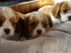 Disponible de suite Chiots Westies