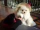 Disponible de suite Chiots Spitz Nain Poméranien