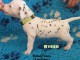 LE MEILLEUR DE CHIOT DALMATIEN