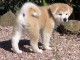 CHIOT AKITA ADORABLE pour l