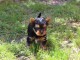 CHIOT YORKSHIRE TERRIER L