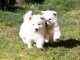  CHIOT BERGER BLANC SUISSE POUR L