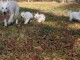 Disponible de suite Chiots Berger Blanc Suisse 