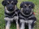 chiots berger allemagne pour bonne maman