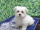 Chiots Bichons disponible