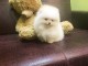 Disponible de suite Chiots Spitz Nain Poméranien