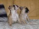 Disponible de suite Chiots Bouledogues français