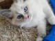 chatons Ragdolls Disponible de suite