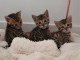 Disponible de suite Chatons type Bengale