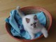 Disponible chatons sacré de Birmanie 