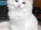 chatons Ragdolls Disponible de suite