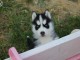 Husky Siberien dispo de suite