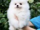 Disponible de suite Chiots Spitz Nain Poméranien