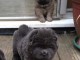 Chiots Chow chow disponible