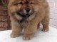 Disponible de suite Chiots chow chow