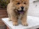 Chiots Chow chow disponible